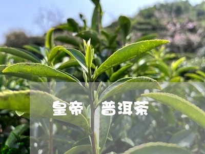 皇帝 普洱茶/2023042830914